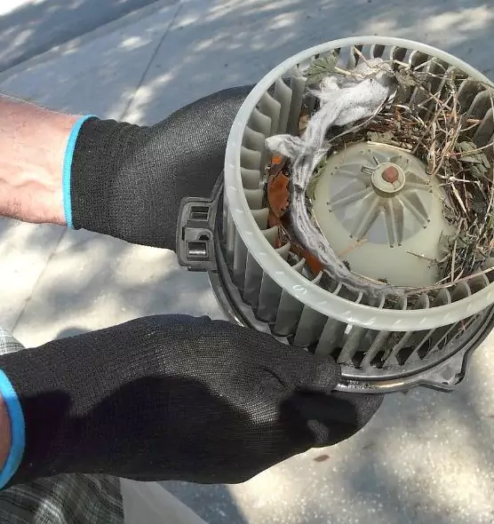 About Air Duct Mice Removal in Tifton, GA